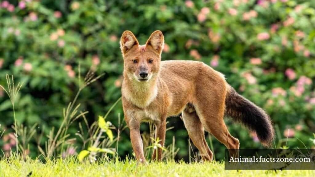 animals that look like foxes