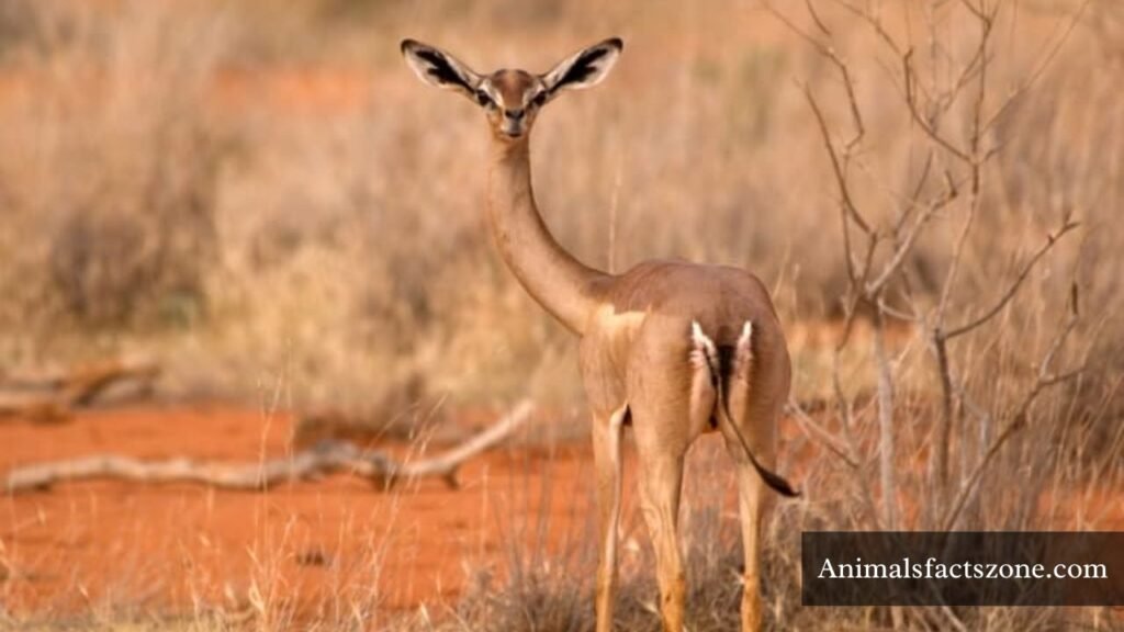 long legged creatures