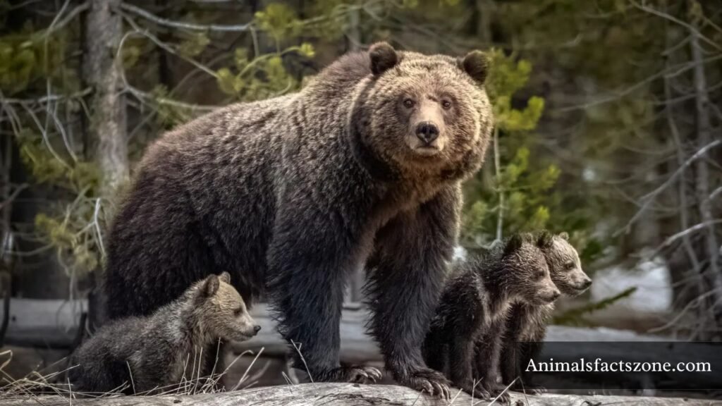 top 10 most muscular animals