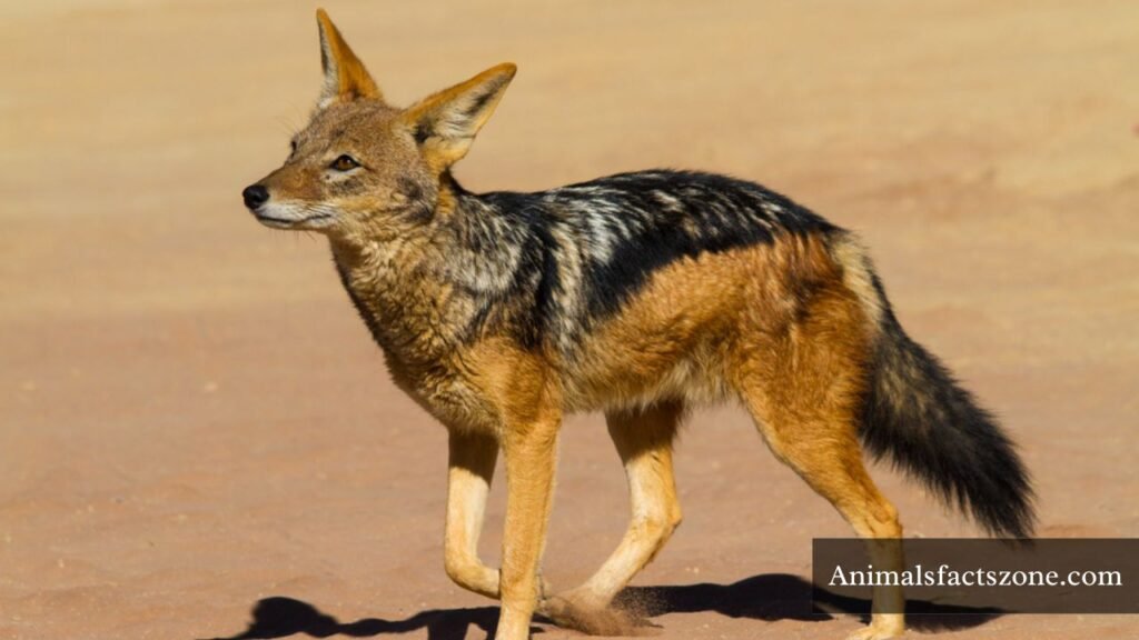 animals similar to a fox