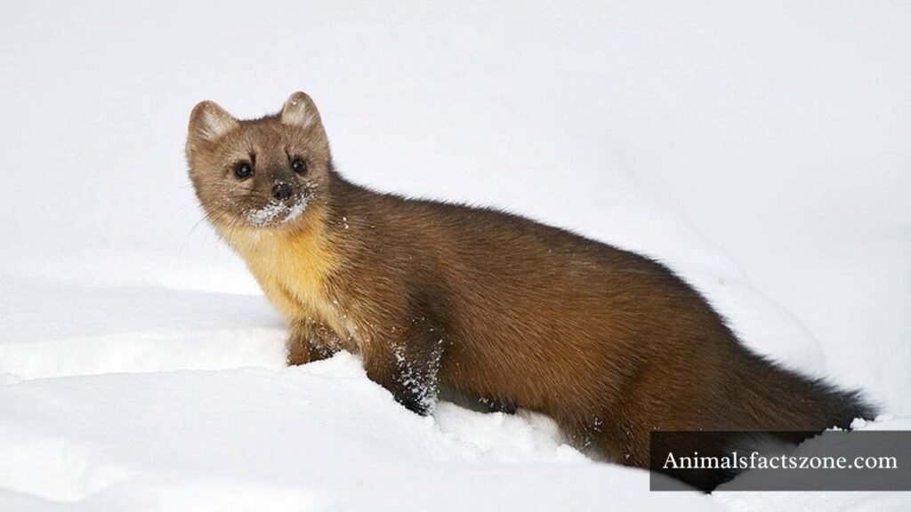 animal that looks like a ferret