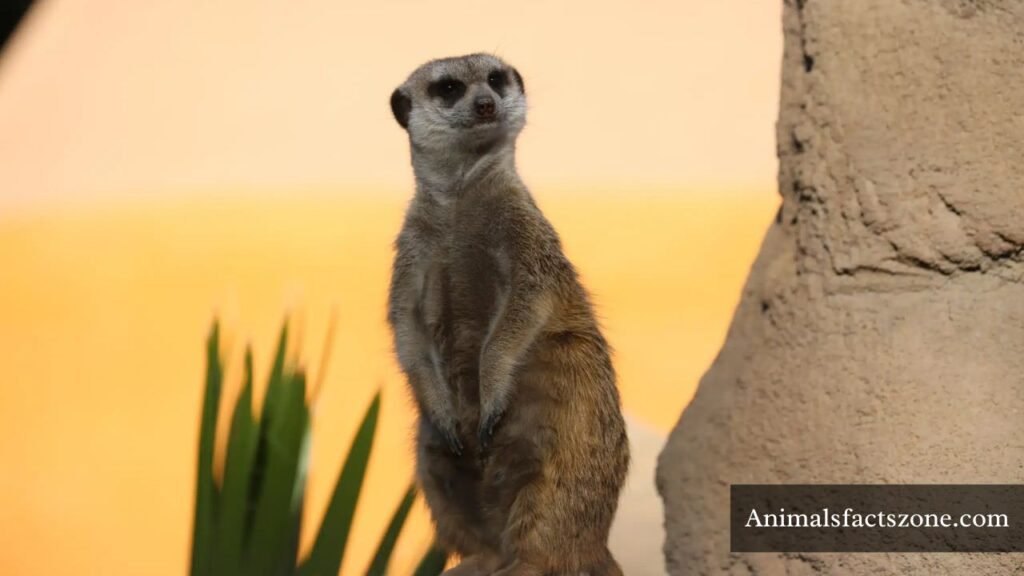 small ferret like animal