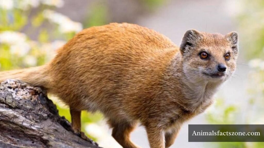 what animals are like foxes
