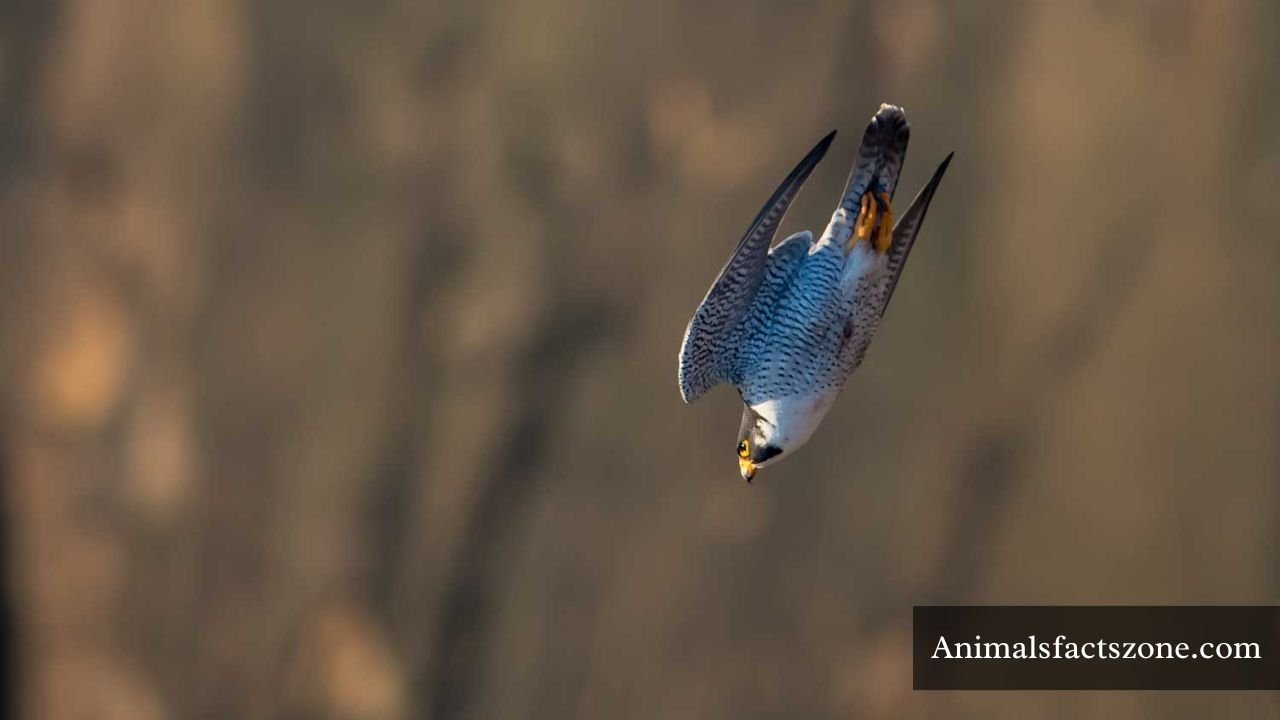 most agile animals in the world