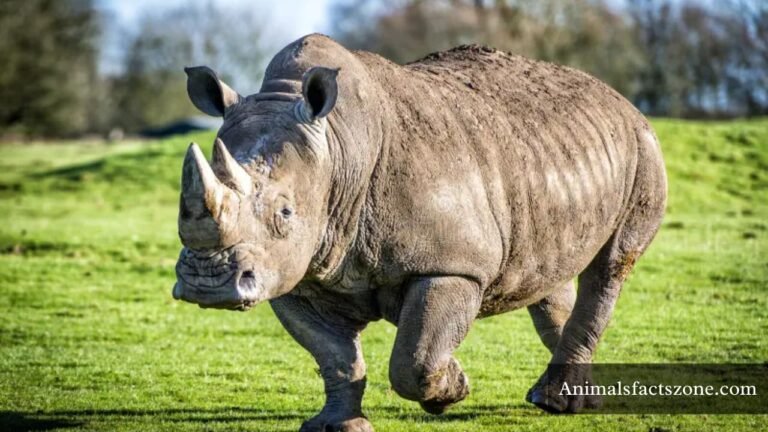 most muscular animals