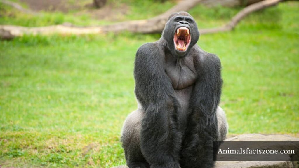 most muscular animals on earth