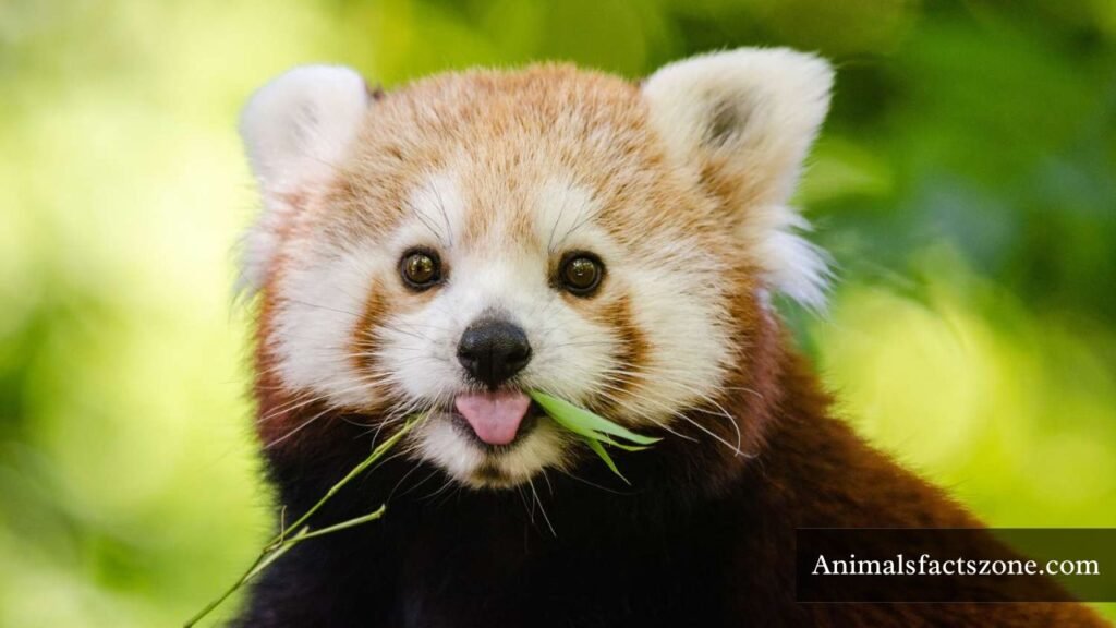 animals similar to foxes