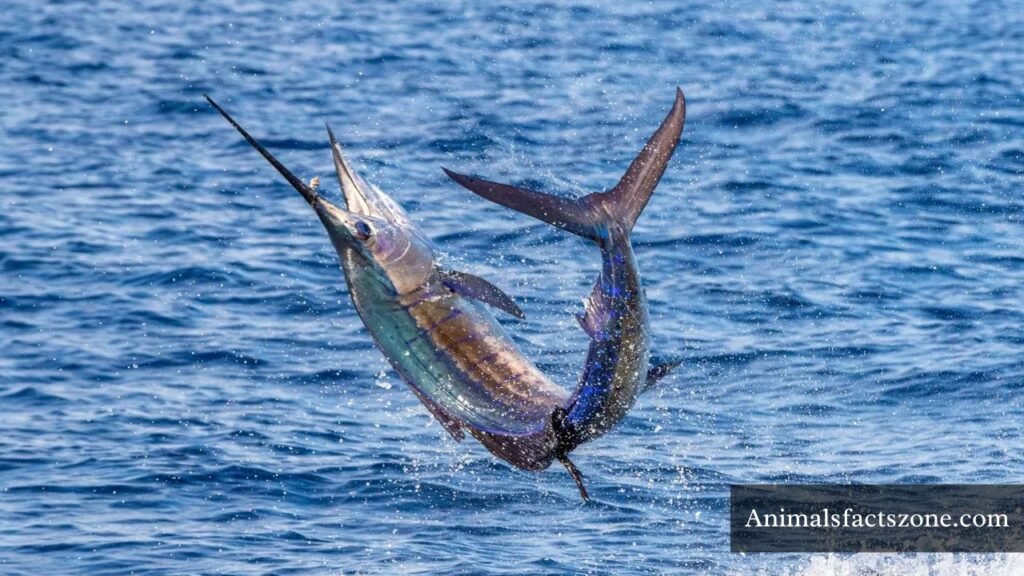 what animals are agile