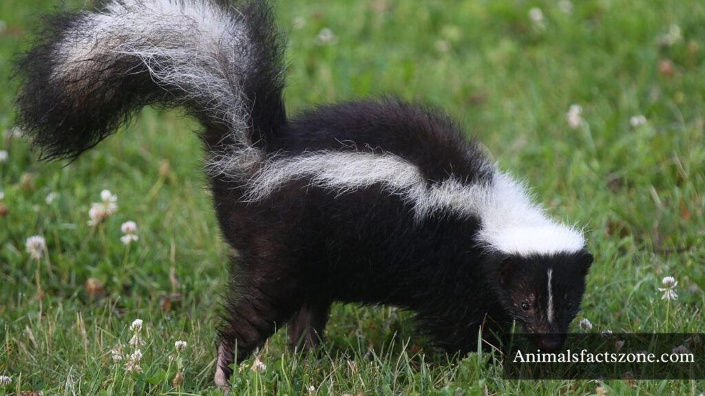 animals that look like racoons