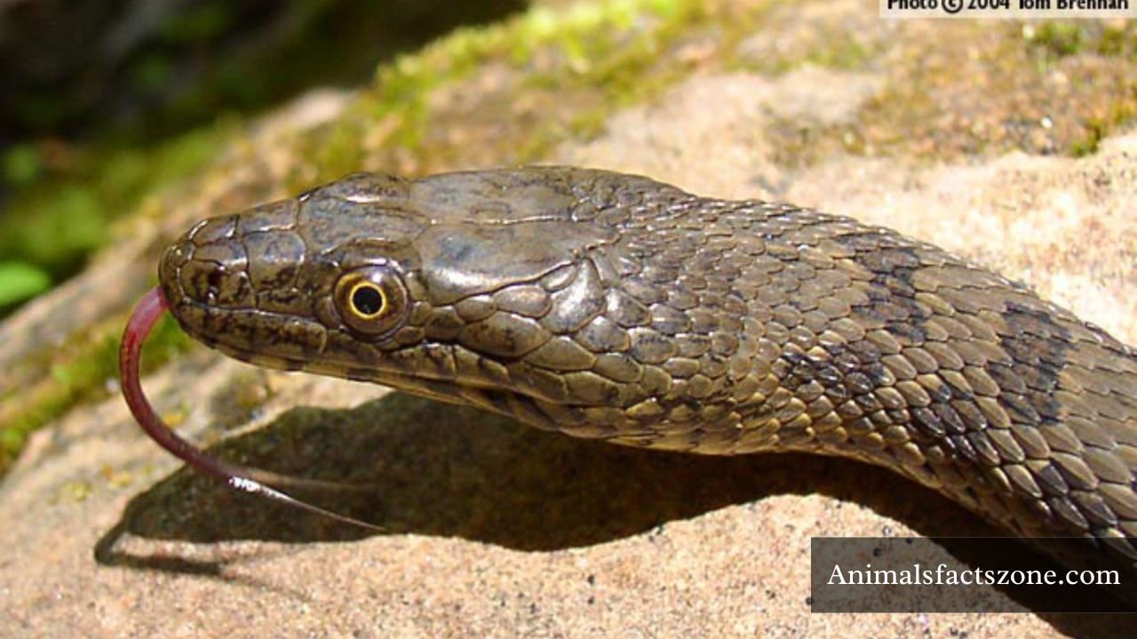 snakes with triangular head