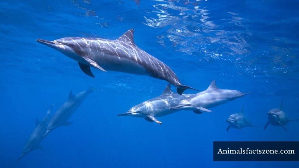 what animal is most agile