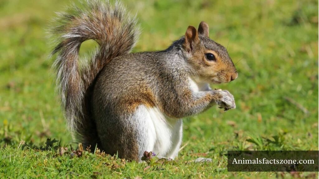 animals similar to hamsters