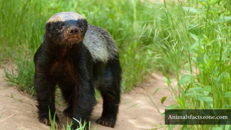 thickest skin animals