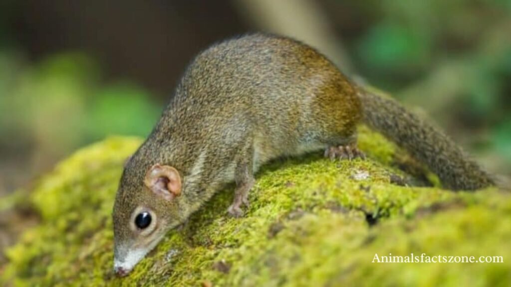 most sleeping animal