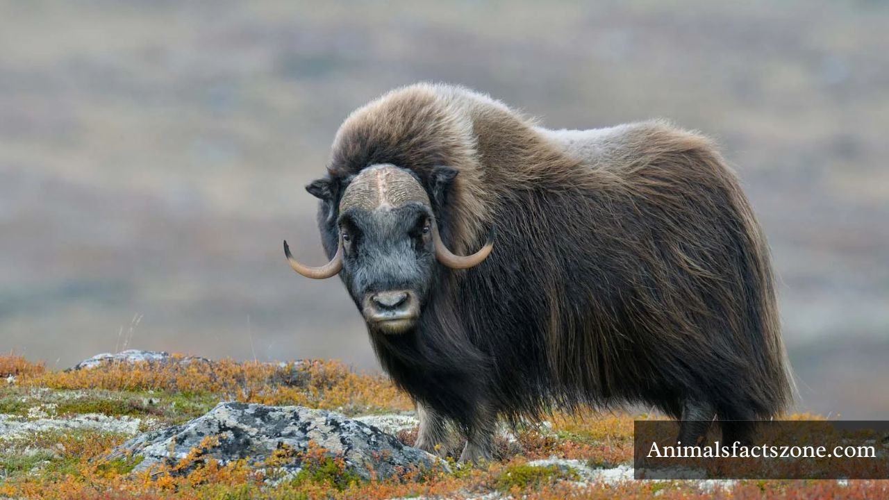 Animals with big foreheads