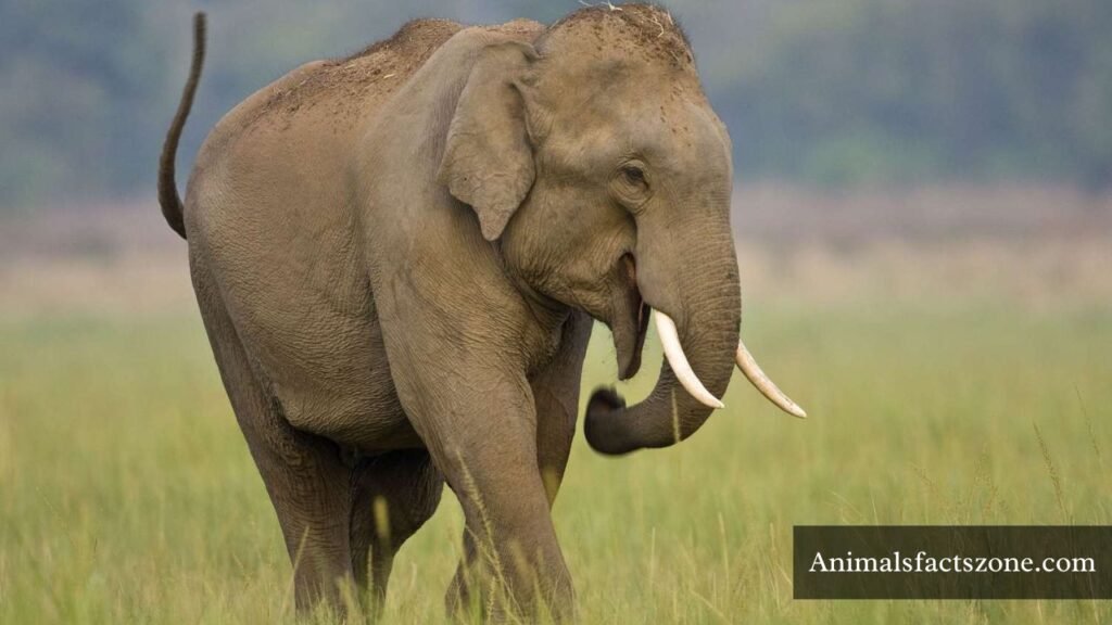 animals with big heads