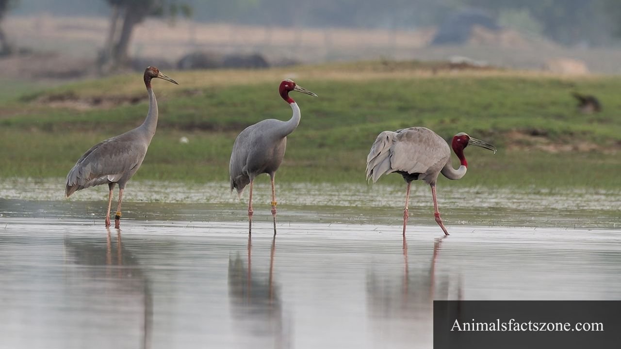 Birds With Long Legs