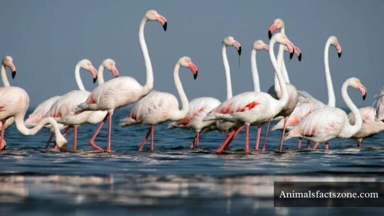 Birds With Long Necks