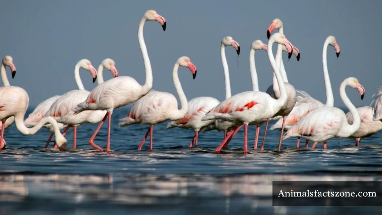 Birds With Long Necks