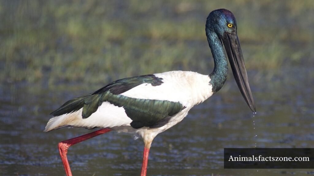 long neck birds names