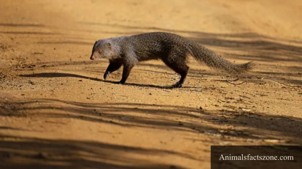 animals with big fluffy tails
