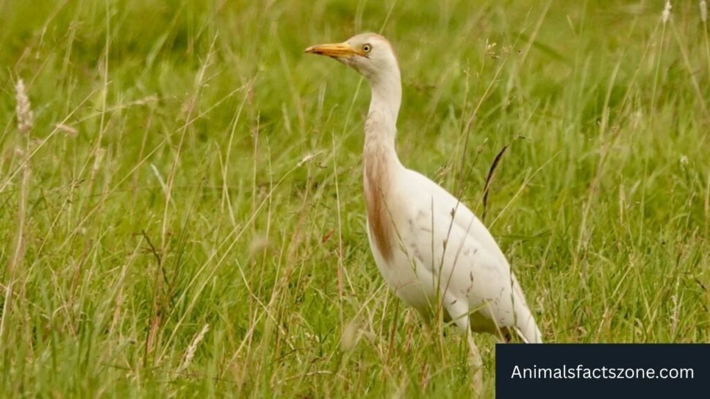 small birds with long legs
