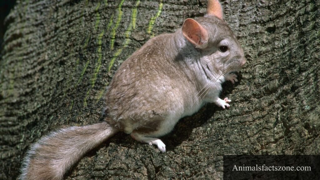 animals with fluffy tails