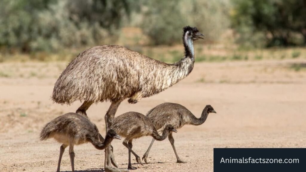 tall birds with long legs