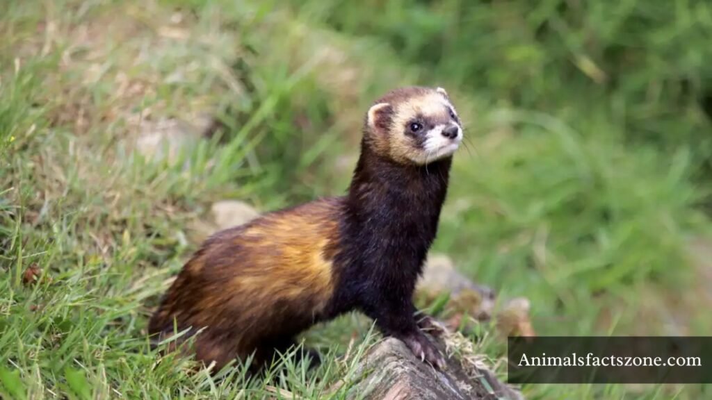 what animals are like weasels