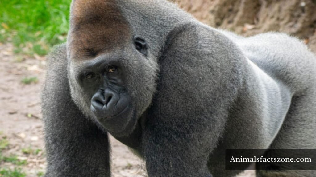 animal with a big forehead