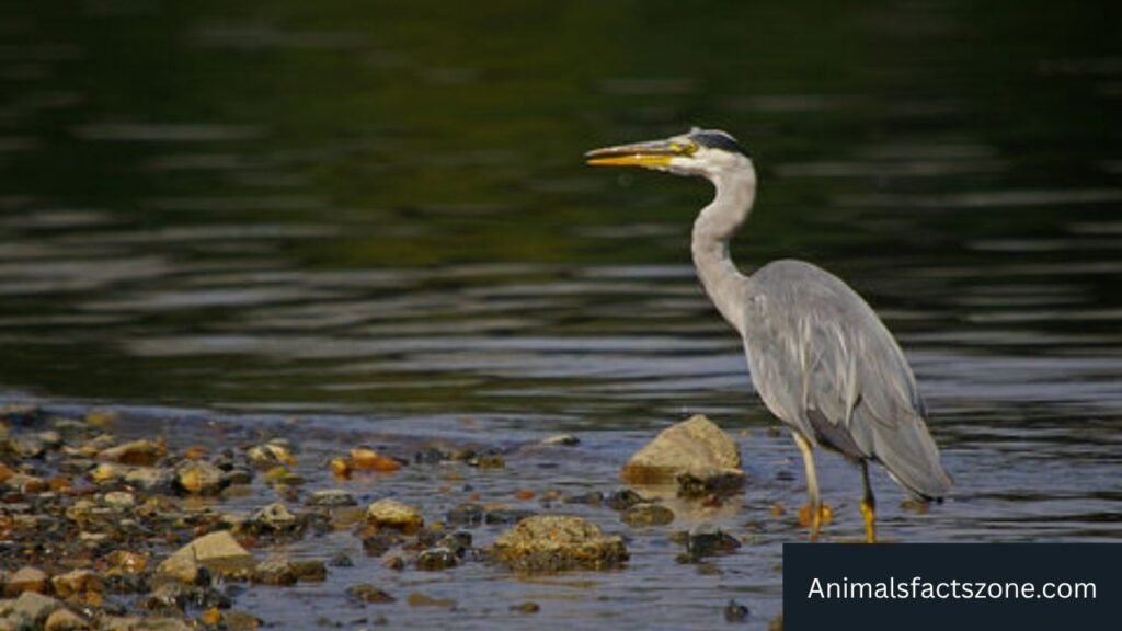 birds with long beaks and long legs

