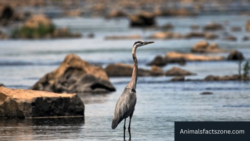 names of birds with long legs
