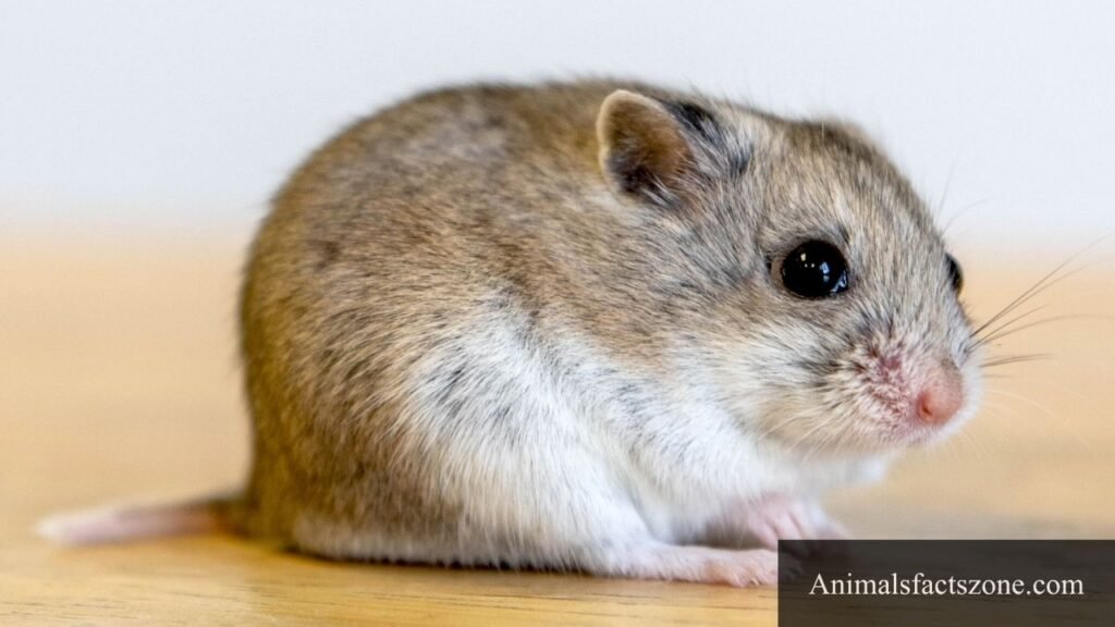 chubby animal
