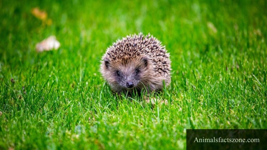 fat cute animals