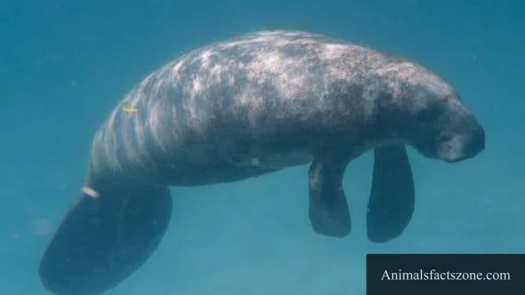 thick animals