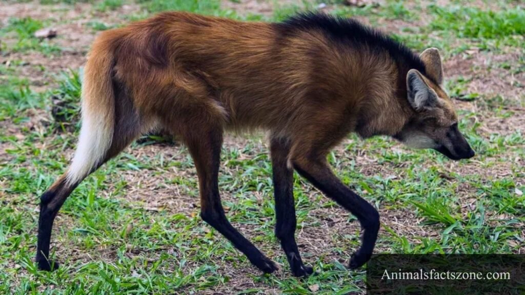 animal with bushy tail