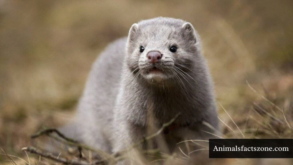 what animals look like weasels