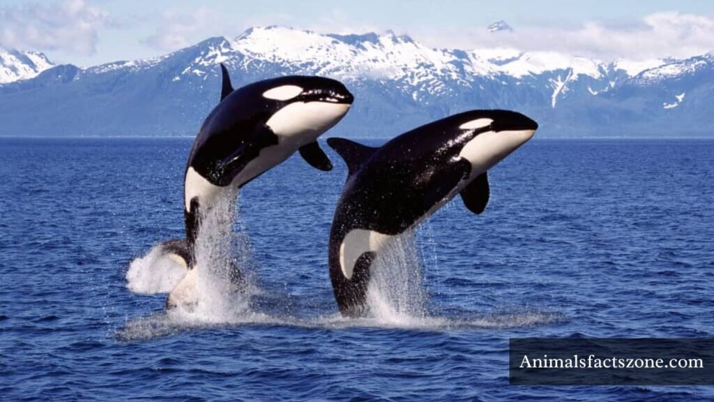 animals that live in packs