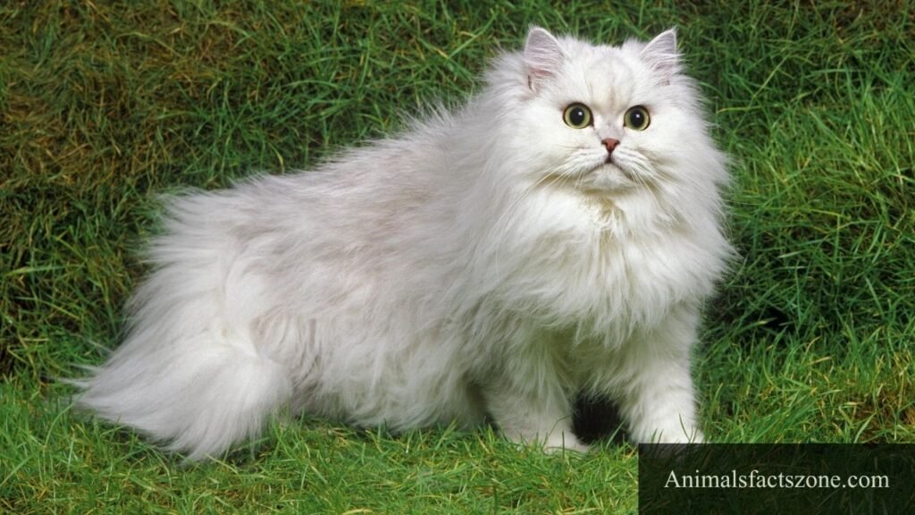 cute fat animals