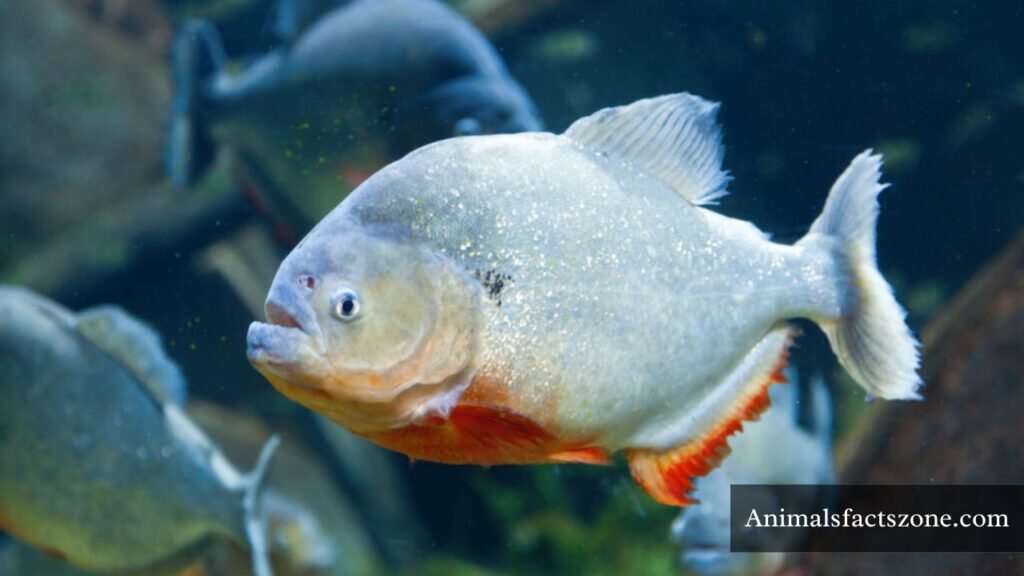 fish with thick lips