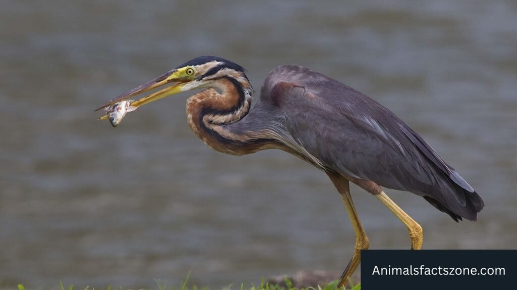 long legged water bird