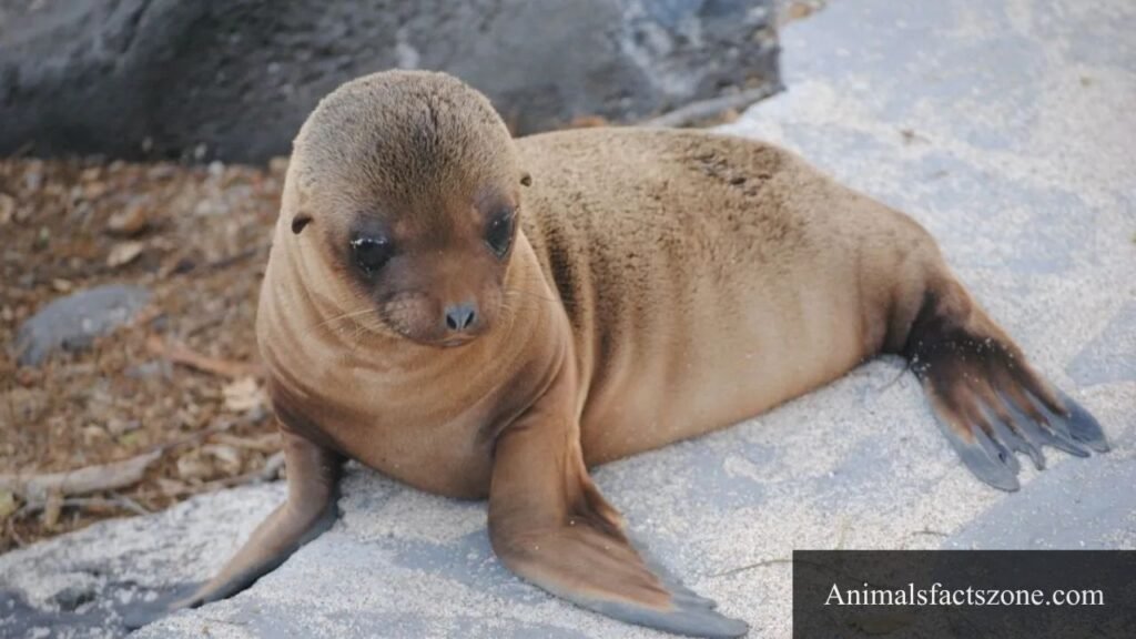 chunky animals