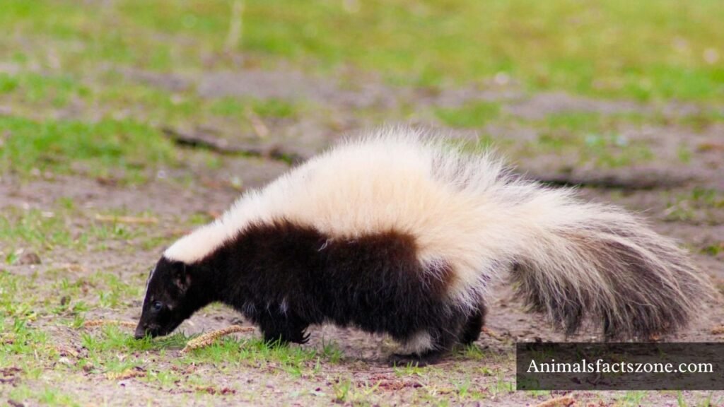 animals that are similar to Weasels 