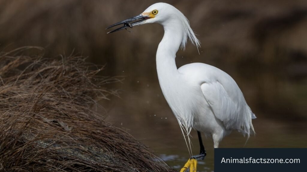 water birds with long legs