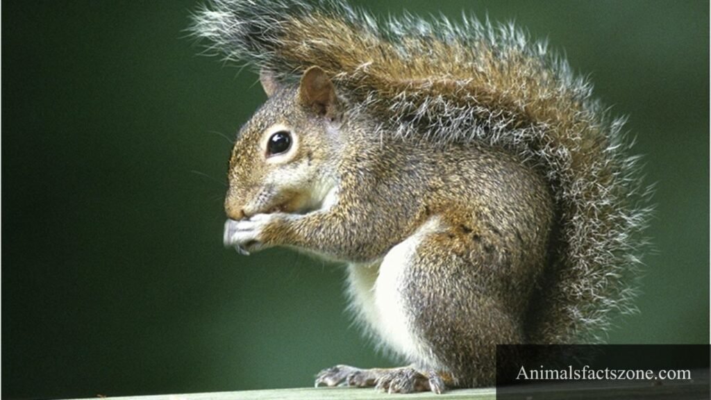 bushy tail animal