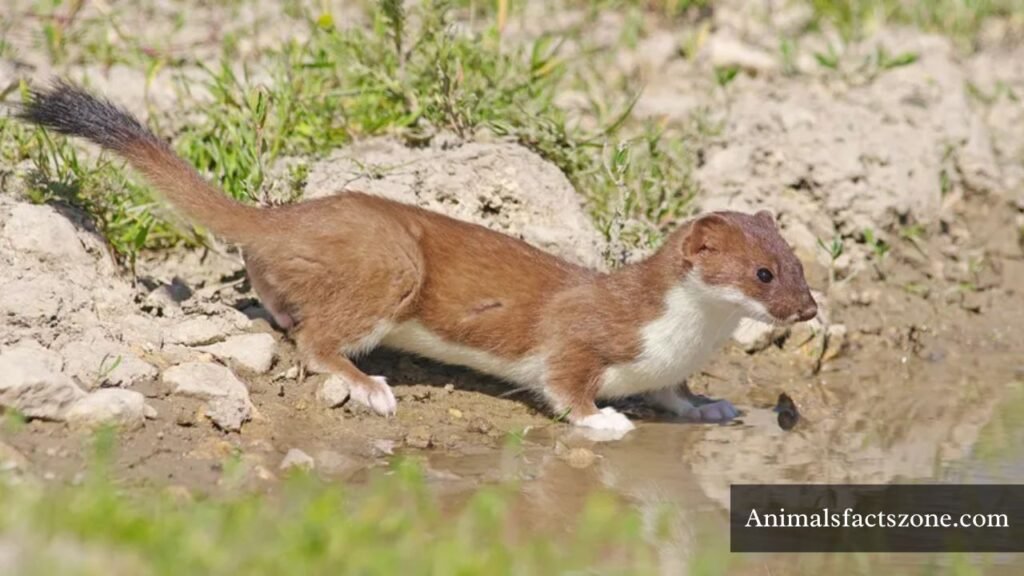 animals that look like weasels