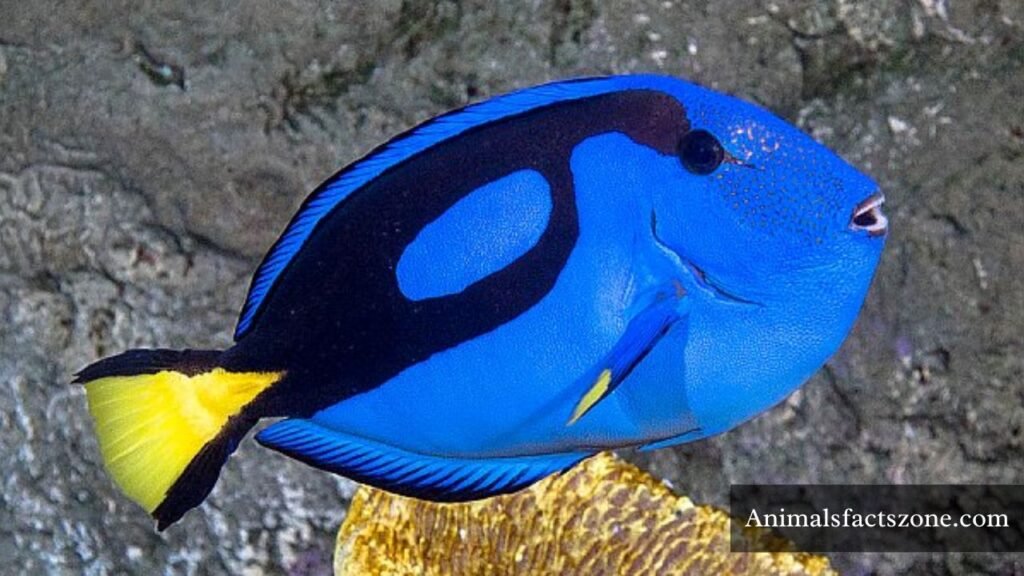 fish with big lips name