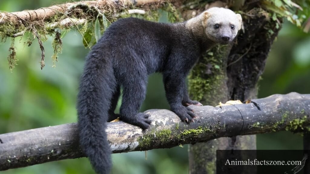 bushy tailed animals