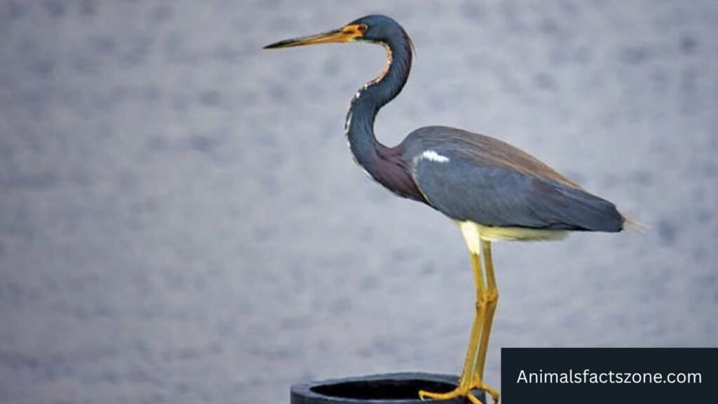 big birds with long legs