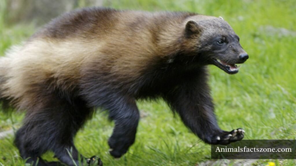 animals similar to Weasels 